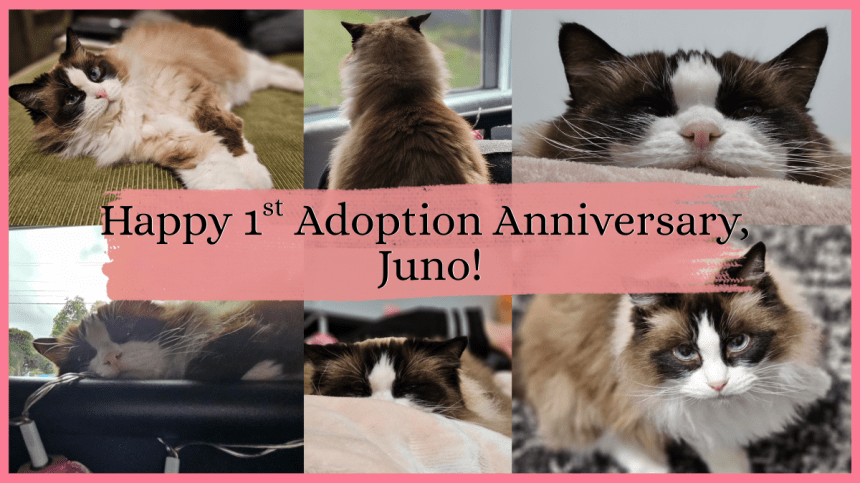 Juno, Queen of the Cave | Short&nbsp;Story